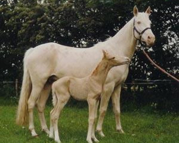 broodmare Stargolds Campari (Danish Warmblood, 1995, from Attila)