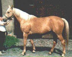 Zuchtstute Seneta (Tschechisches Warmblut, 1989, von Cavalet Trojsky)