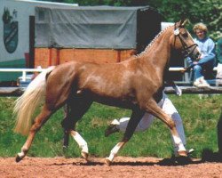 broodmare Panachee GF (Zweibrücken, 1990, from Philippo)