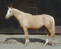 Zuchtstute Mirabelle II GF (Deutsches Reitpferd, 1995, von Metallic Dream)