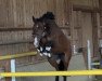 Springpferd Papillion Vh Kluizebos (Belgisches Warmblut, 2015, von Jamal Vd Heffinck)