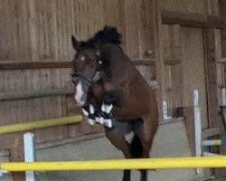 jumper Papillion Vh Kluizebos (Belgian Warmblood, 2015, from Jamal Vd Heffinck)