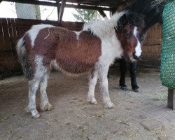 Pferd Fanta-Ghiro (Dt.Part-bred Shetland Pony, 2021, von Ventino)