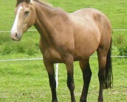 broodmare Madeira GF (German Warmblood, 2000, from Mascarpone GF)