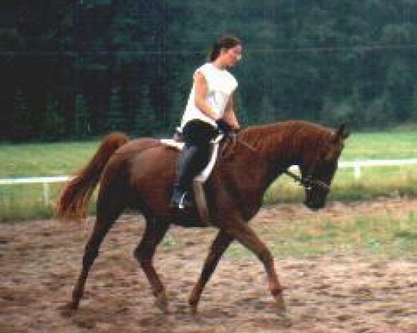 broodmare Juno (German Warmblood, 1987, from Unkensee)