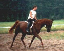 Zuchtstute Juno (Deutsches Reitpferd, 1987, von Unkensee)