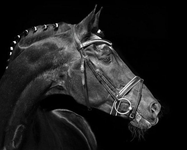 stallion Sixtus (Trakehner, 1989, from Habicht)