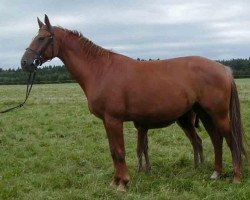 broodmare Arabella (Bavarian, 1994, from Belcanto)