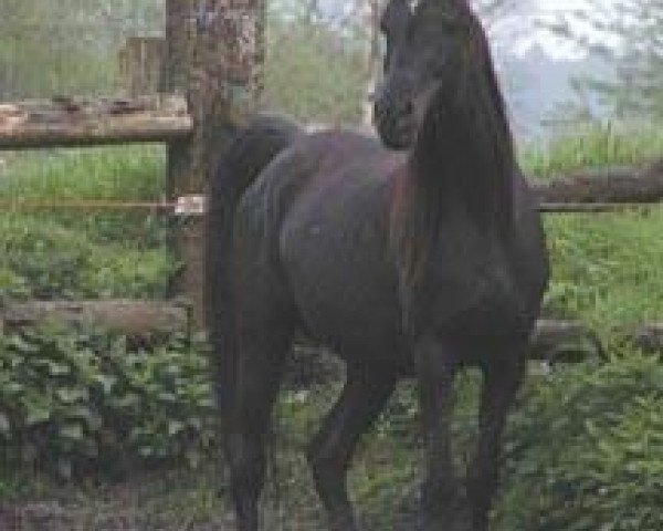 broodmare Muhida ox (Arabian thoroughbred, 1989, from Shams El Arabi EAO)