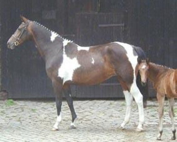 Zuchtstute Maskerade GF (Trakehner, 1993, von Elvis)