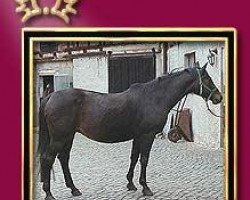 broodmare Bianca VII (Trakehner, 1977, from Insterruf)