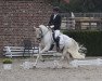 dressage horse Dornik's Goldschatz (Rhinelander, 2017, from Dornik B)