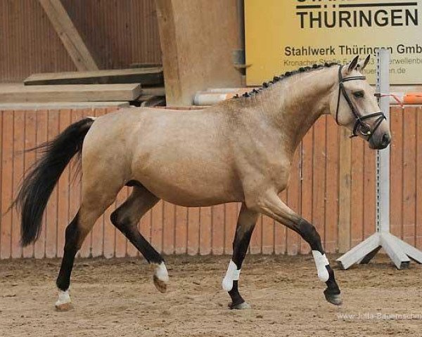 stallion Ryllandaras GF (Oldenburg, 2009, from Ruben As)