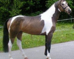 stallion Multicolor II GF (German Warmblood, 2002, from Mascarpone GF)