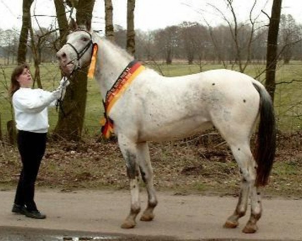 stallion Pegasus vom Niehaus-Hof (Knabstrupper, 2001, from VbPrH Pergamon aus der schützenden Hand)