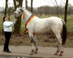 Deckhengst Pegasus vom Niehaus-Hof (Knabstrupper, 2001, von VbPrH Pergamon aus der schützenden Hand)