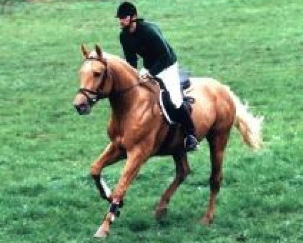 stallion Morgengold II (Zweibrücken, 1993, from Malteser Gold)