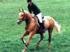 stallion Morgengold II (Zweibrücken, 1993, from Malteser Gold)