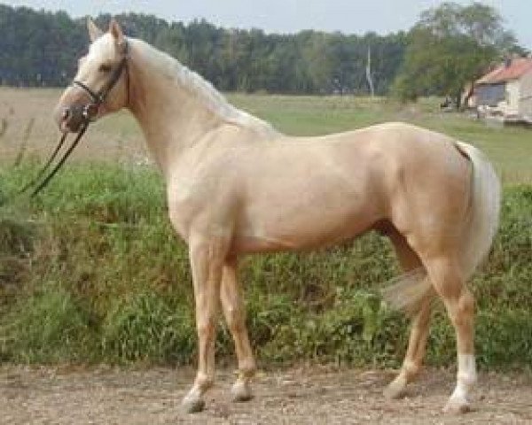 stallion Win the Gold (German Warmblood, 1998, from White Magic)
