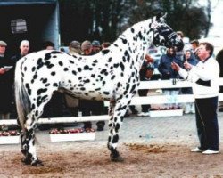 stallion Apollon (Knabstrupper, 1985, from Zorro)