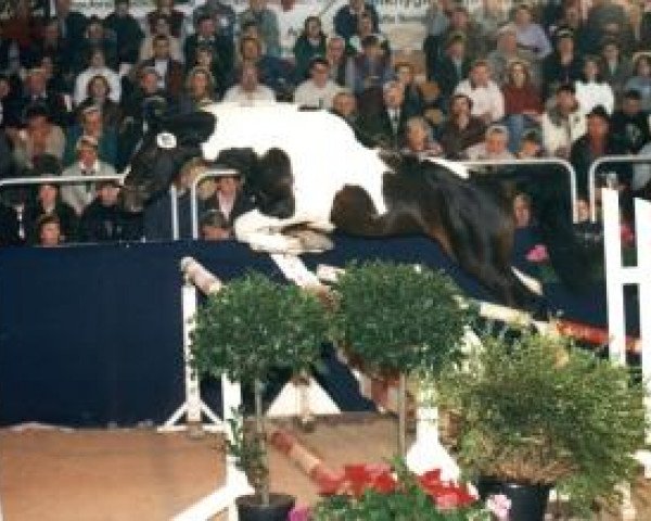stallion Sinclair B (Pinto with riding horses pedigree, 1991, from Sambuco B)
