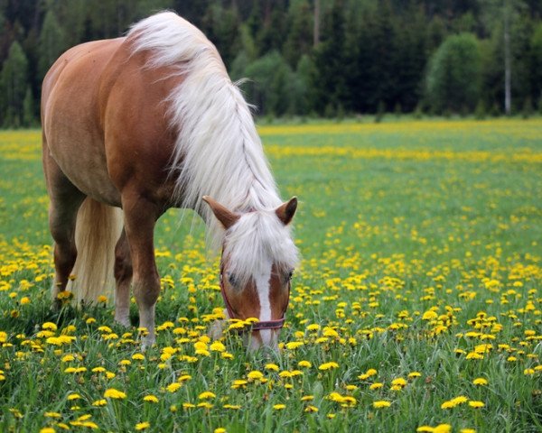 Pferd Aramis (Haflinger, 2005, von Atlantik)