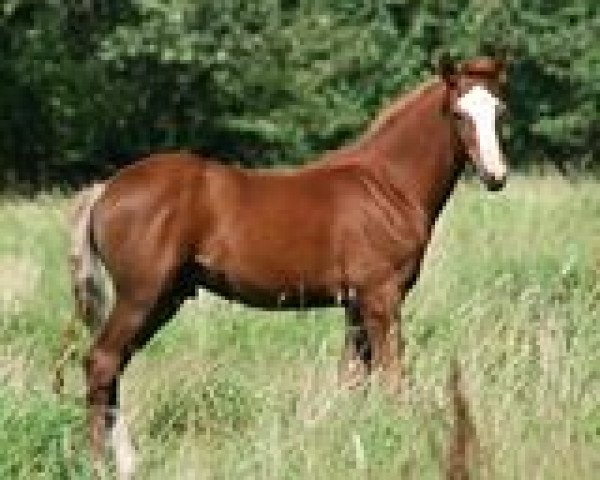 jumper Cavalino 36 (German Riding Pony, 2011, from Chicos Bunter)