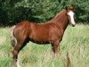 jumper Cavalino 36 (German Riding Pony, 2011, from Chicos Bunter)