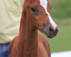 Zuchtstute Cavalina (Deutsches Reitpony, 2013, von Nancho's Highlight)