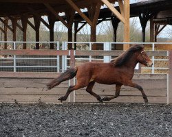 horse Fönix vom Laekurhof (Islandpferd, 2018)