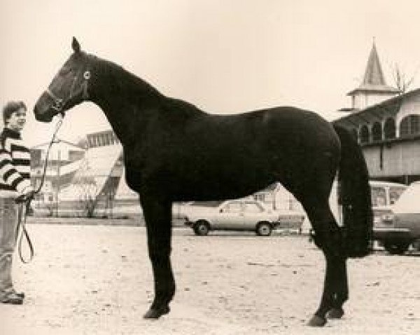 horse Nastasja xx (Thoroughbred, 1977, from Authi xx)