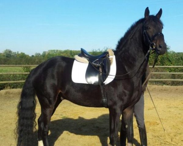 dressage horse Doolittle's D'artagnan (Oldenburg, 2009, from Doolittle)