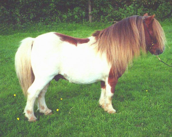 Deckhengst Tawna Mr Kipling (Shetland Pony (unter 87 cm),  , von Fairy Fabric)