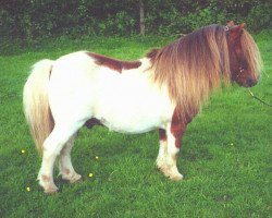 Deckhengst Tawna Mr Kipling (Shetland Pony (unter 87 cm),  , von Fairy Fabric)