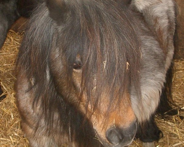 broodmare Kerswell Radish (Shetland pony (under 87 cm),  , from New Park Chieftain)