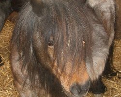 Zuchtstute Kerswell Radish (Shetland Pony (unter 87 cm),  , von New Park Chieftain)