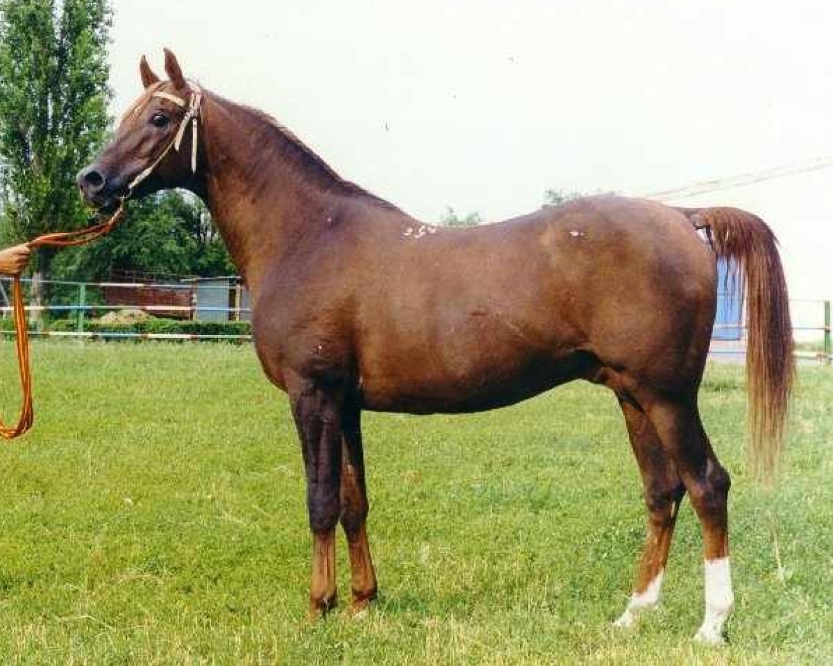 Deckhengst Viking ox (Vollblutaraber, 1983, von Menes 1977 ox)