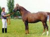 stallion Viking ox (Arabian thoroughbred, 1983, from Menes 1977 ox)