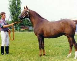 stallion Viking ox (Arabian thoroughbred, 1983, from Menes 1977 ox)