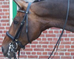 dressage horse Davinia (Hanoverian, 1999, from Del Piero)