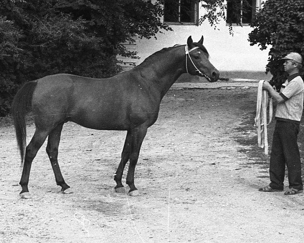 stallion Gwizd 1981 ox (Arabian thoroughbred, 1981, from Probat ox)