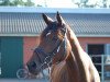 dressage horse Flash Dance JD (Hanoverian, 2004, from Florianus)