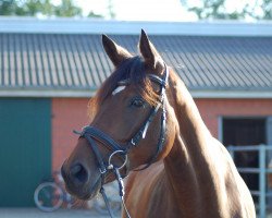 dressage horse Flash Dance JD (Hanoverian, 2004, from Florianus)