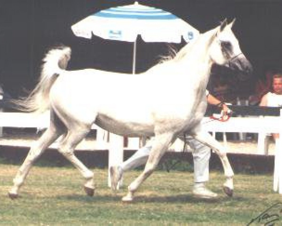 broodmare Navarra 1980 ox (Arabian purebred, 1980, from Aswan 1958 EAO)