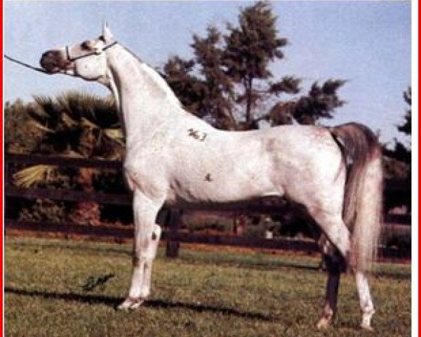 stallion Piechur ox (Arabian thoroughbred, 1979, from Banat 1967 ox)