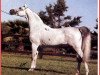 stallion Piechur ox (Arabian thoroughbred, 1979, from Banat 1967 ox)