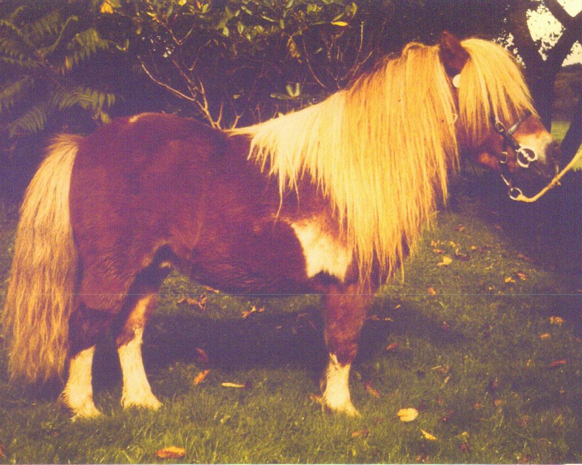 stallion Fairy Fabric (Shetland pony (under 87 cm), 1969, from Rubicon 2191)