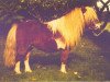 stallion Fairy Fabric (Shetland pony (under 87 cm), 1969, from Rubicon 2191)