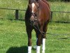 broodmare Goldica 45 (Hanoverian, 2000, from Grand Cru)