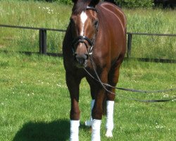 broodmare Goldica 45 (Hanoverian, 2000, from Grand Cru)